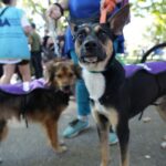 Adoptar es amar: jornada solidaria para darles un hogar a perros y gatos