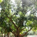 Plaza Intendente Casares: un pulmón verde que respira historia y vida cotidiana
