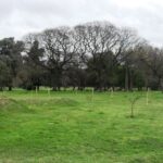 Plaza Club Alemán de Equitación: el pulmón verde escondido entre jinetes y autopistas