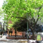 Un nuevo pulso verde en Palermo: mi visita al renovado patio de Cerviño y Ruggieri 🌿✨