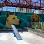 🌳✨ Un canil que volvió a latir