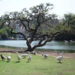 🌹 Plaza Holanda: el rincón donde el Rosedal floreció para siempre en Palermo