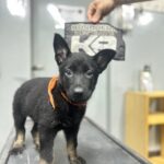 🐾 Héroes de cuatro patas: Nova y Roma, las nuevas promesas del rescate K9 en la Ciudad