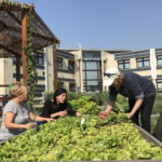 Agricultura Urbana: una convocatoria para volver a poner las manos en la tierra